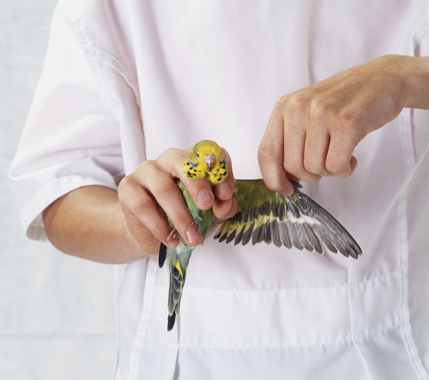 Bird nail sale clipping near me