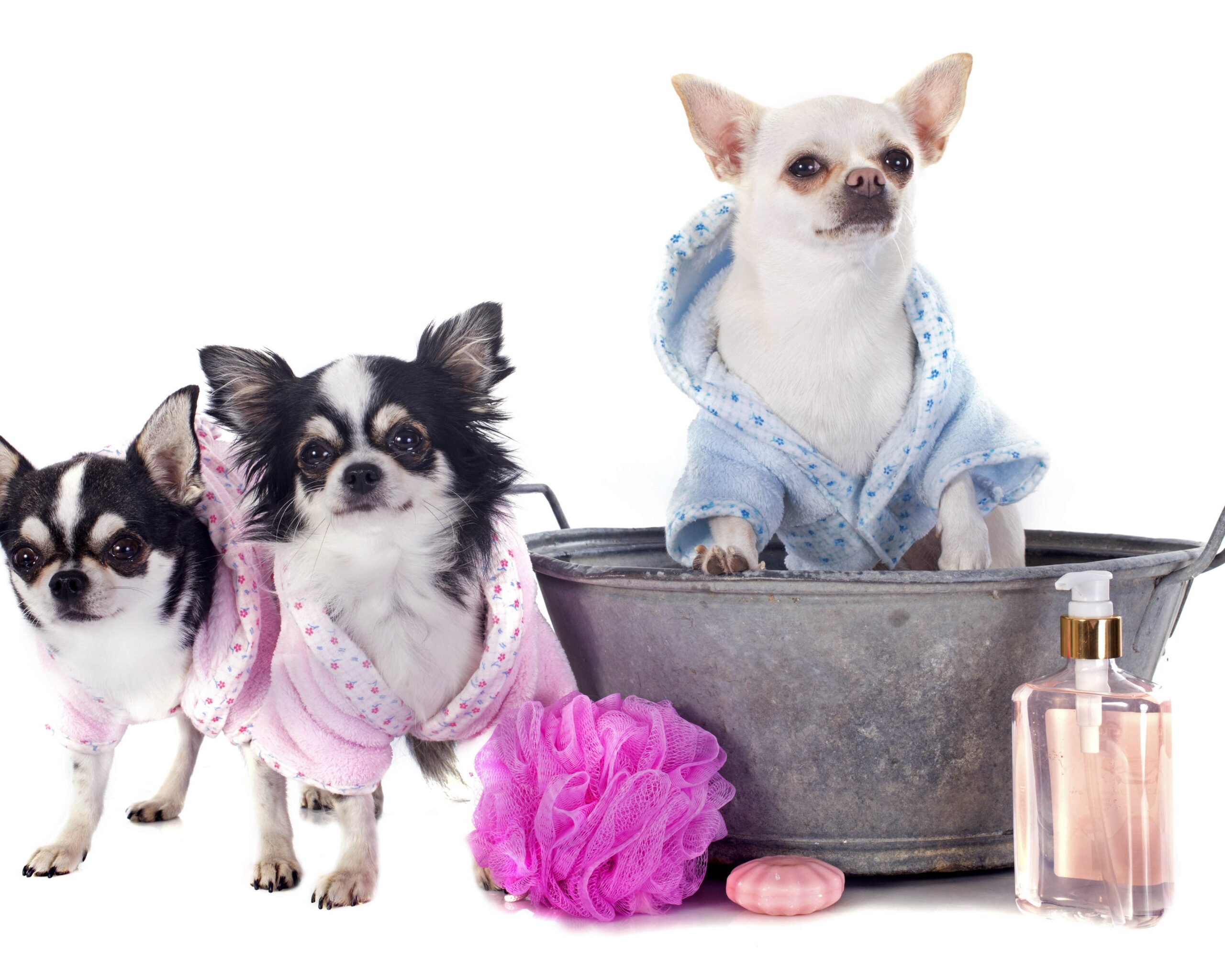 best services for grooming for pets in sharjah